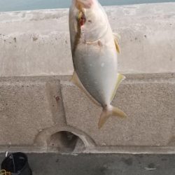 ダイソールアー