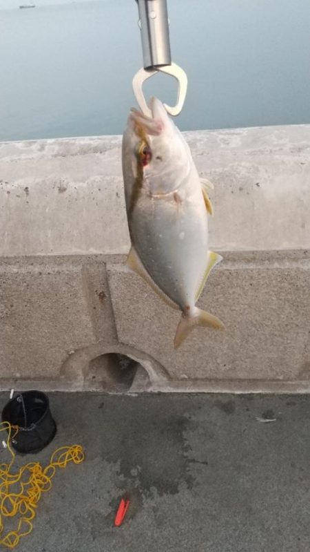 ダイソールアー