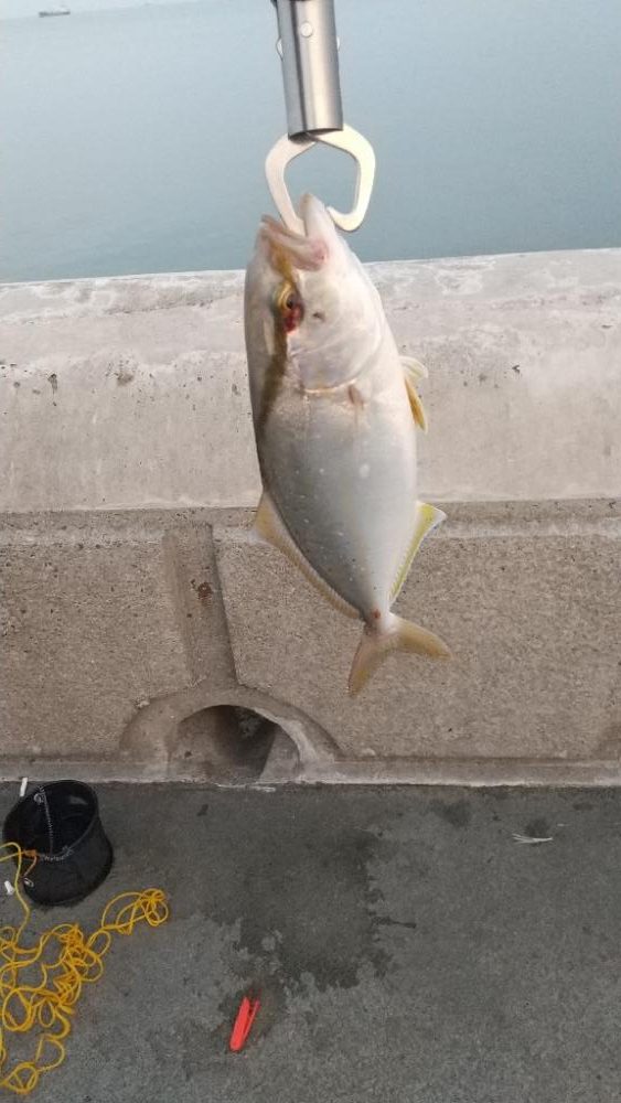 ダイソールアー