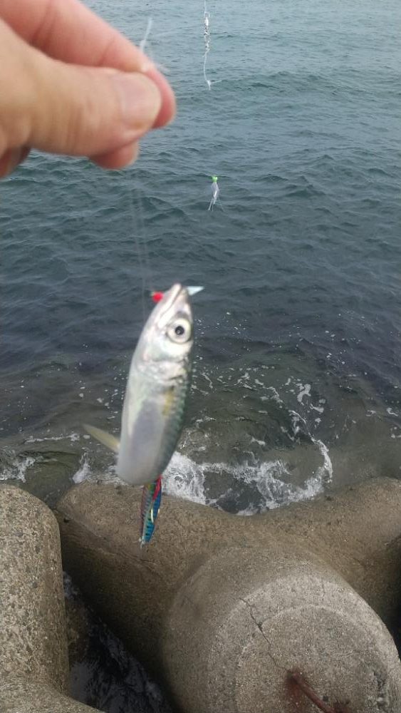 久しぶり…の青物