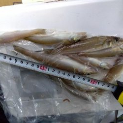 室津のキス釣り