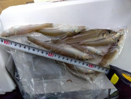 室津のキス釣り