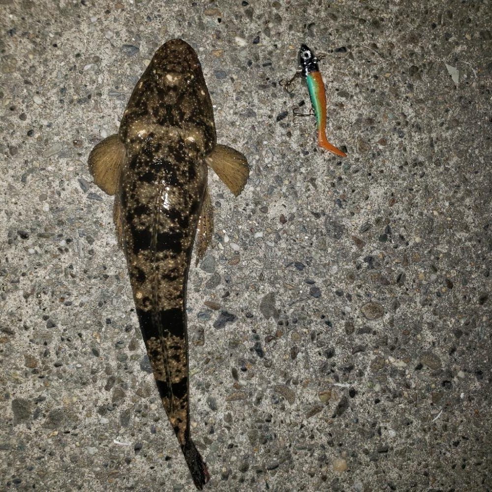 ありがとう、マゴチさん！