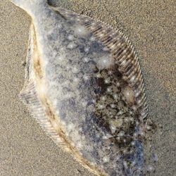 久しぶりのサーフ