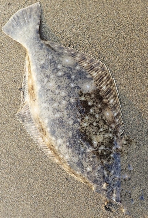 久しぶりのサーフ