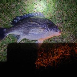 腹パンパンのチヌ