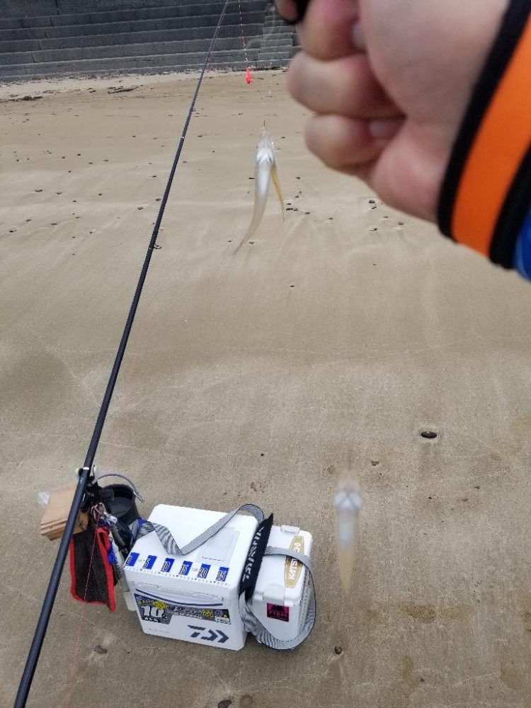 最近渋いキス釣り