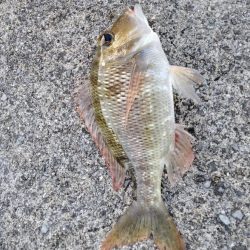 飲ませでｷﾀ━(ﾟ∀ﾟ)━!