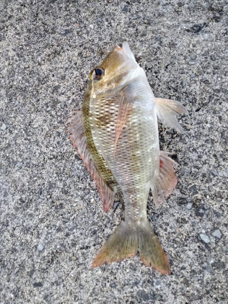 飲ませでｷﾀ━(ﾟ∀ﾟ)━!