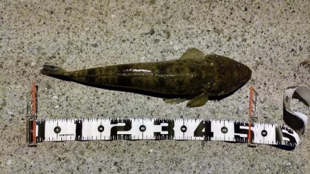 久しぶりの釣り