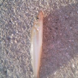 別府にてキス調査