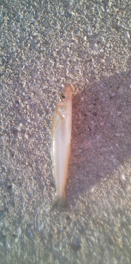 別府にてキス調査