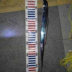 マリーナタチウオ