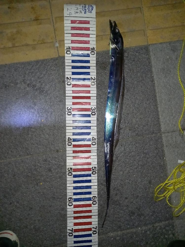 マリーナタチウオ