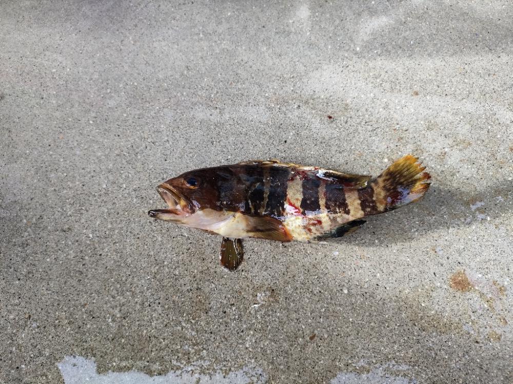 浜田にでブラクリ釣り