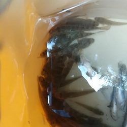 ハゼ釣り やっぱり裏切らない