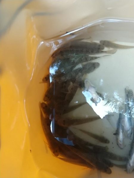 ハゼ釣り やっぱり裏切らない