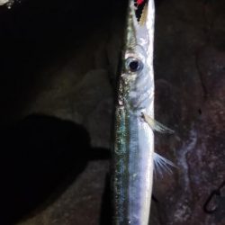 涼しくなってきました