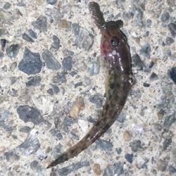 箱崎ふ頭でちょい投げ五目