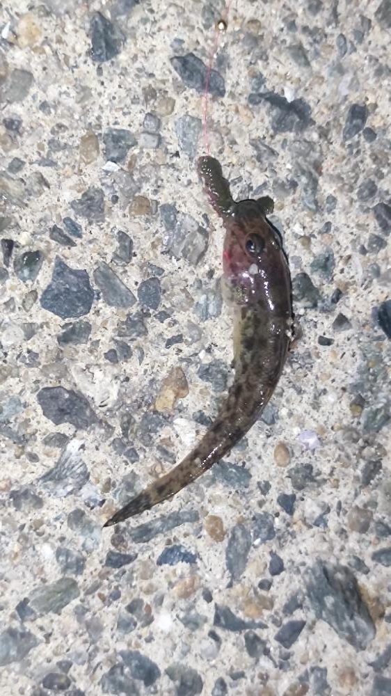 箱崎ふ頭でちょい投げ五目