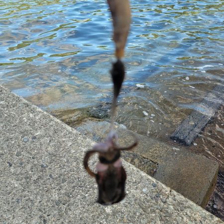 日曜日って、釣り人多い
