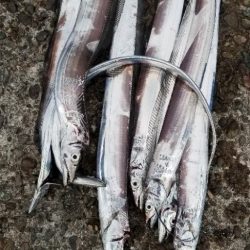 寝坊してもなんとか釣れました。