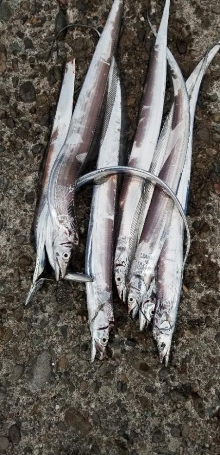 寝坊してもなんとか釣れました。