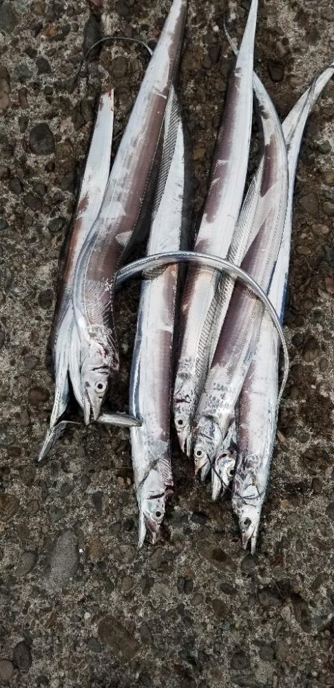 寝坊してもなんとか釣れました。