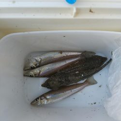 キス釣り 新規開拓も難しい