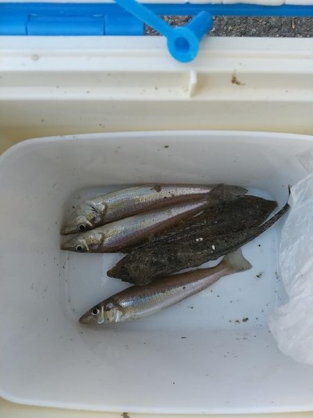 キス釣り 新規開拓も難しい