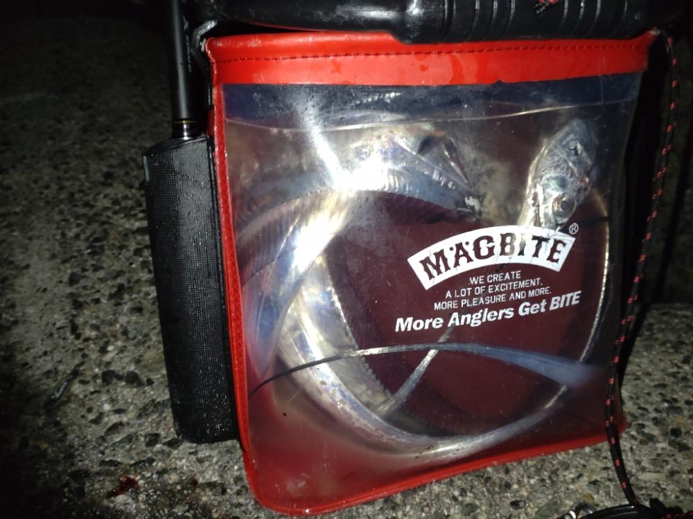 激渋　甘噛　太刀魚