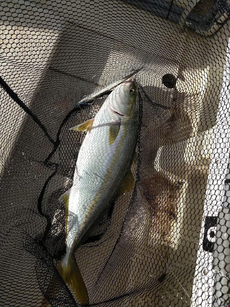 明石ジギング 午後便☆