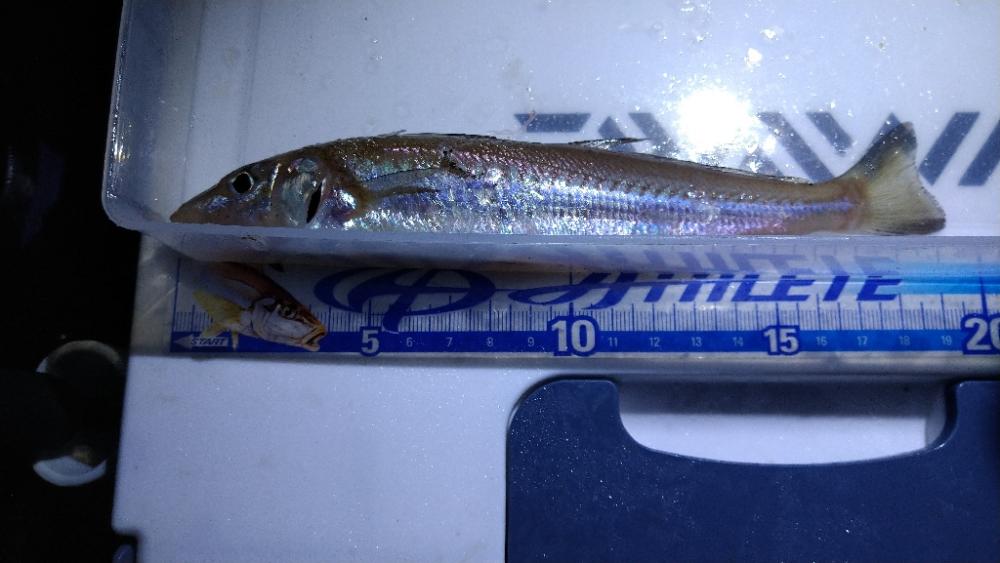 チョイ投げ&遠投キス釣り〜何かおかしい偏〜