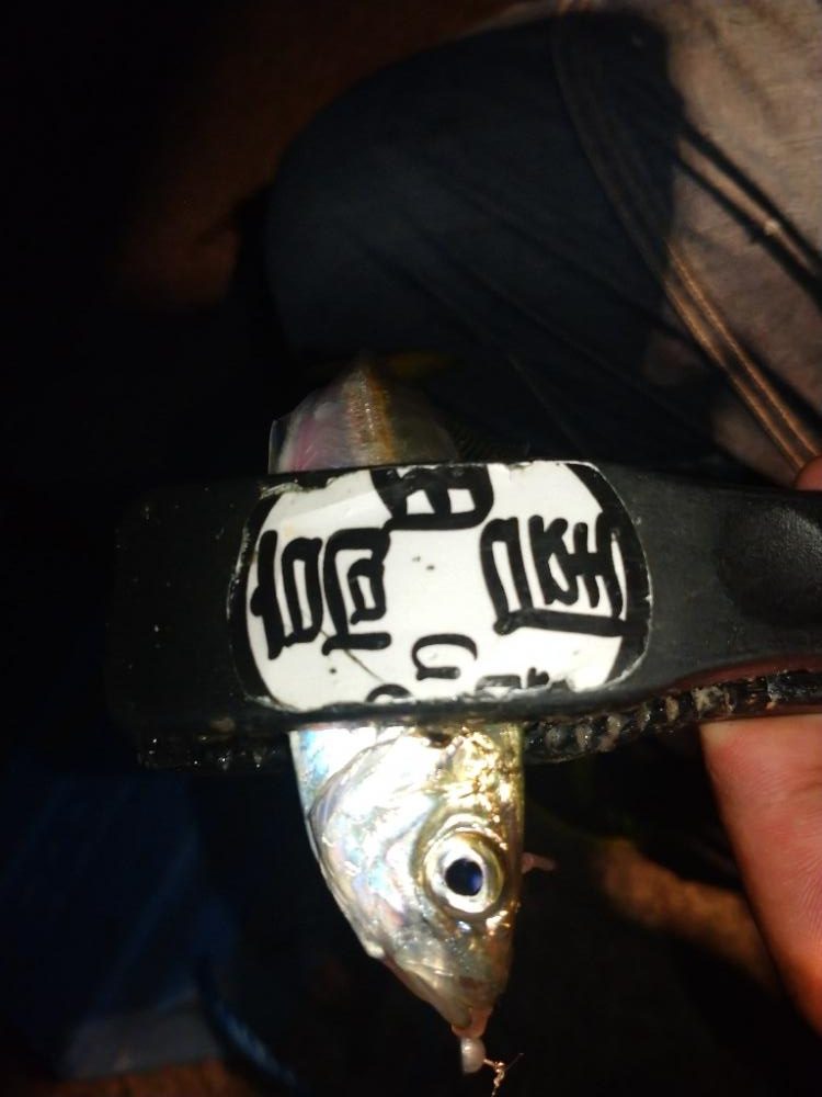 今夜も飽きずにアジング