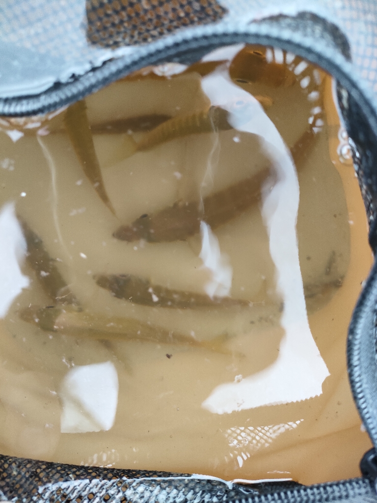 釣れるのは夜明けまで