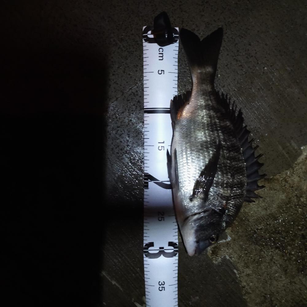 アコウ不発、代わりにチヌ、おまけにタコ