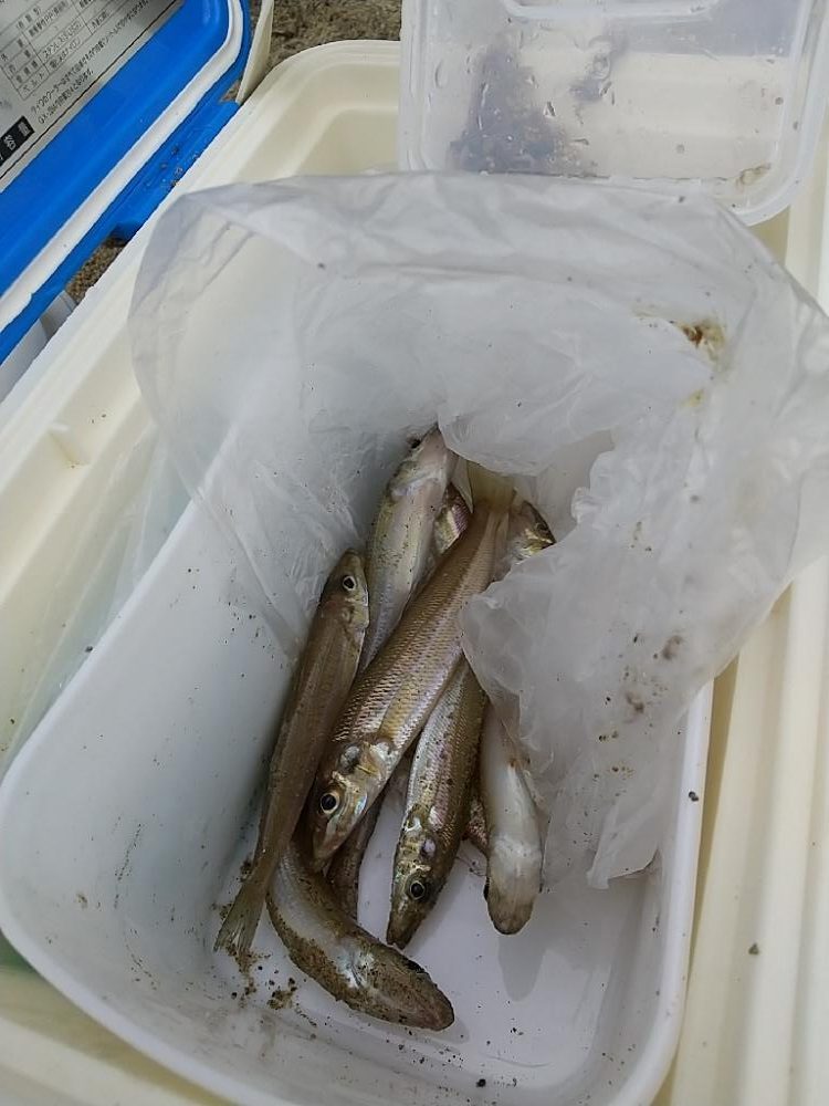 キス釣りの珍客