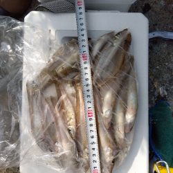 苅屋海岸のキス釣り