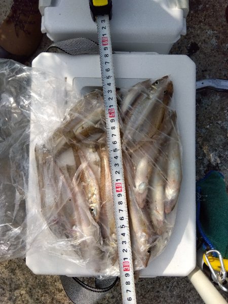 苅屋海岸のキス釣り