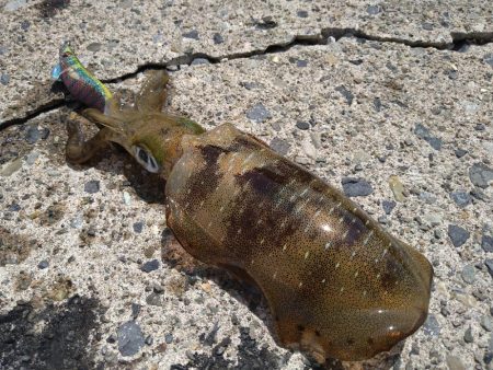 越前海岸南部の新子調査