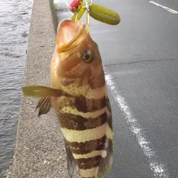 雨の中の価値ある１匹　