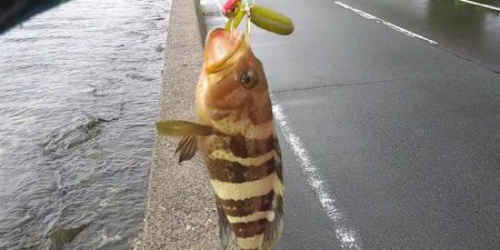 雨の中の価値ある１匹　