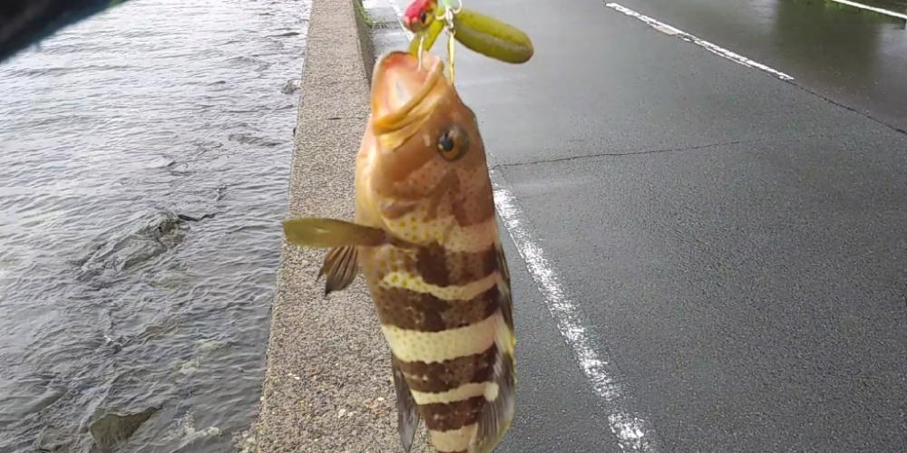 雨の中の価値ある１匹　