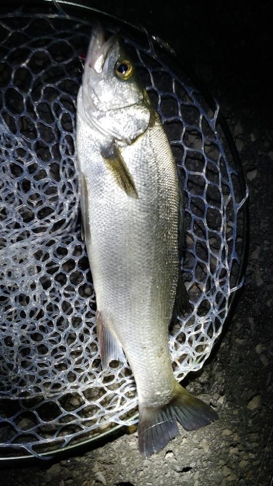 豆アジの群れにメタルバイブ