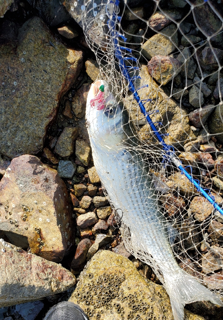 ソフトでもハードでも