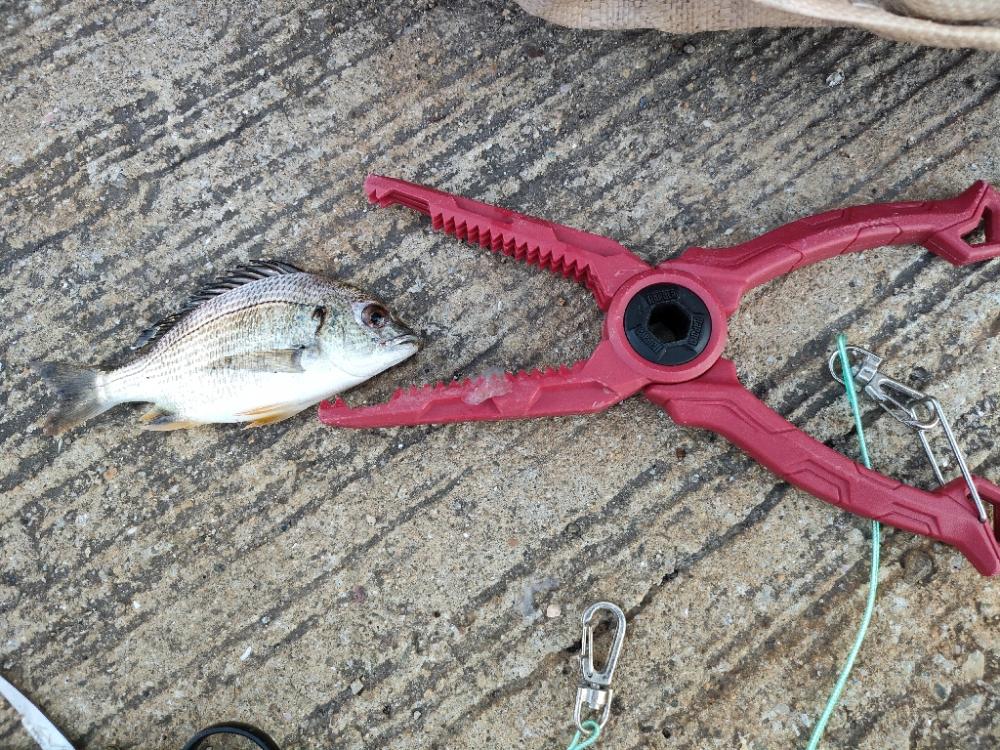 毎度お馴染みの夜釣り