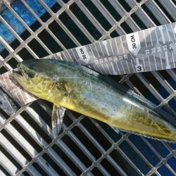 狙いのシオ反応なくペンペン…