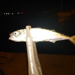 ショアジギとライトゲーム