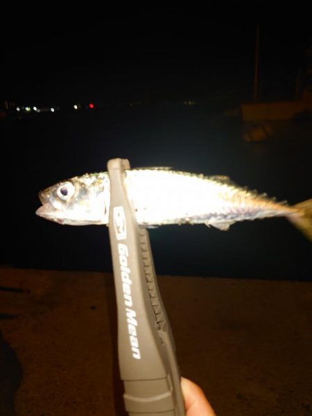 ショアジギとライトゲーム