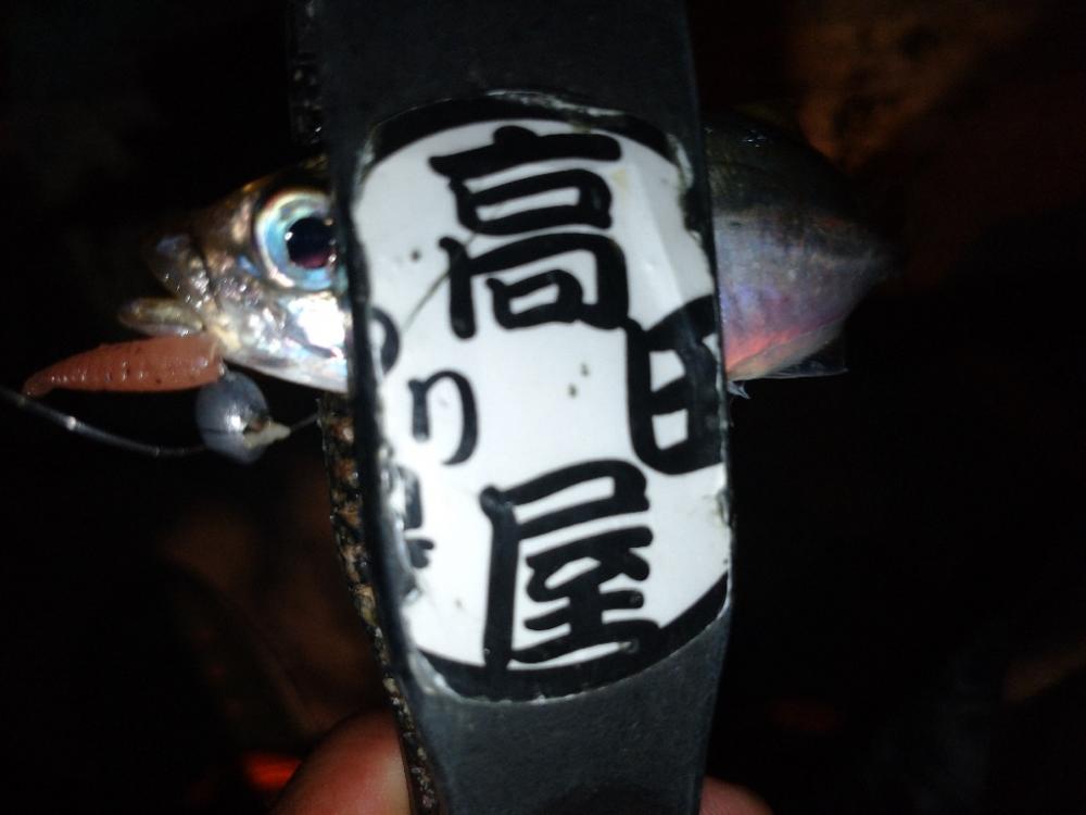 今夜も豆アジ修行